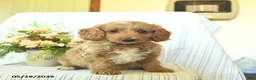Mini Goldendoodle dogs for sale: Indigo  - Ad 2