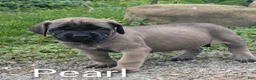 English Mastiff dogs for sale: English Mastiff Puppy 4 - Ad 6
