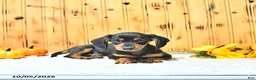 Miniature Dachshund dogs for sale: Tucker - Ad 4