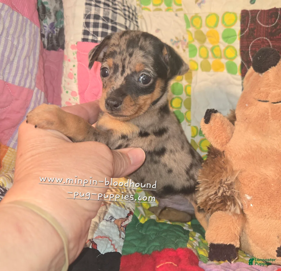 Miniature Pinscher dogs for sale: Van, merle boy - Ad 1