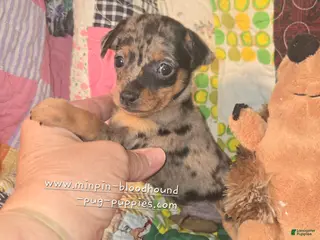 Miniature Pinscher dogs Van, merle boy - Ad 9