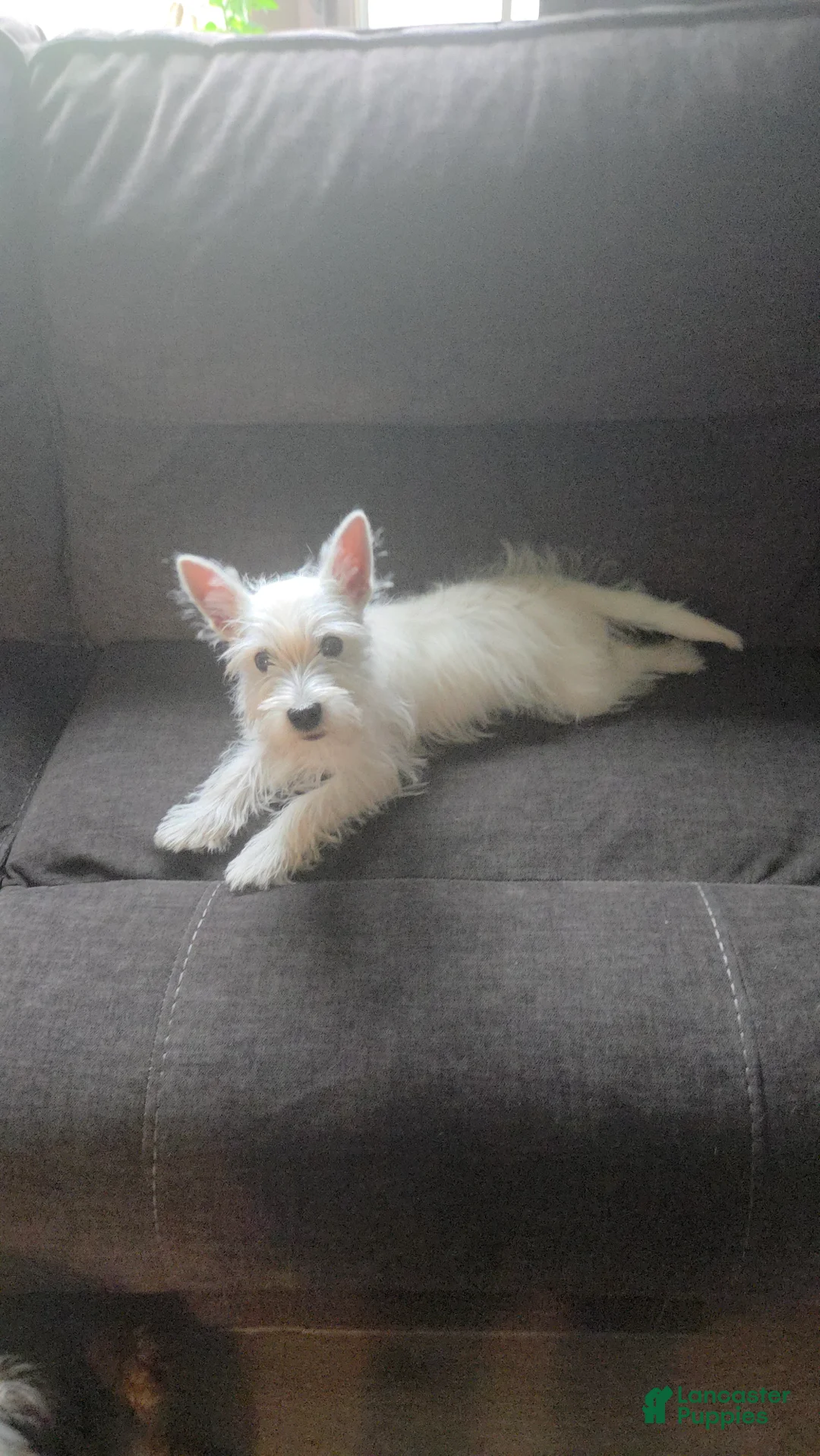 West Highland Terrier dogs for sale: Bart - Ad 1