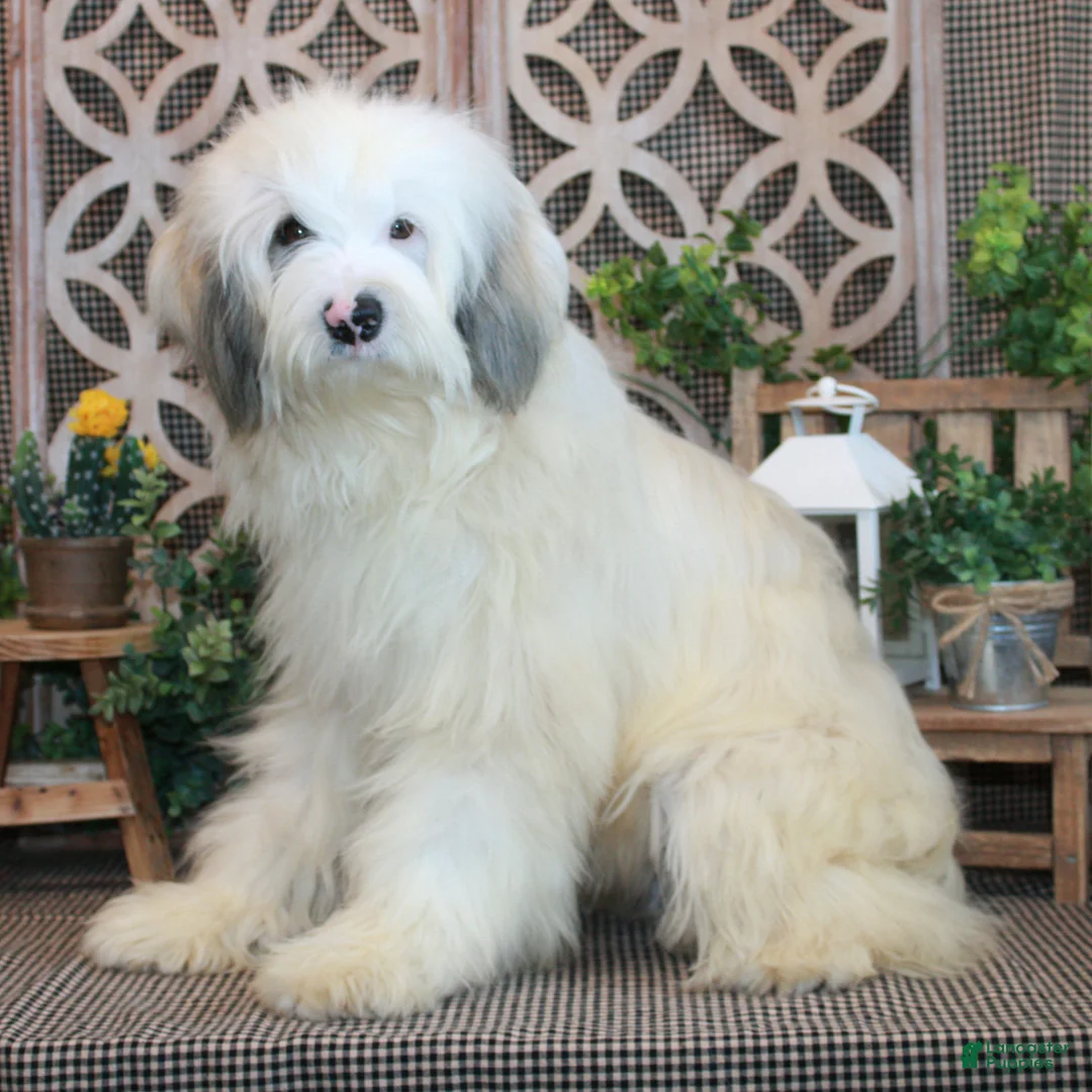 Mixed Breed dogs for sale: Hank - Ad 4