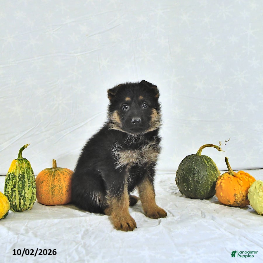 German Shepherd dogs Bailey - Ad 2