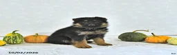 German Shepherd dogs for sale: Bailey - Ad 2