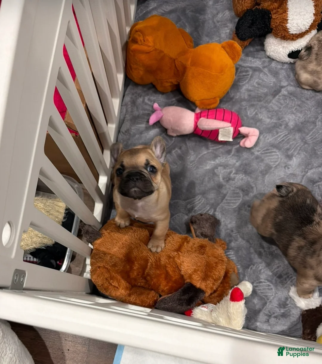 French Bulldog dogs for sale: French Bulldog Puppy 1 - Ad 2