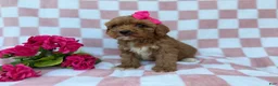 Cavapoo dogs for sale: Sophie  - Ad 5
