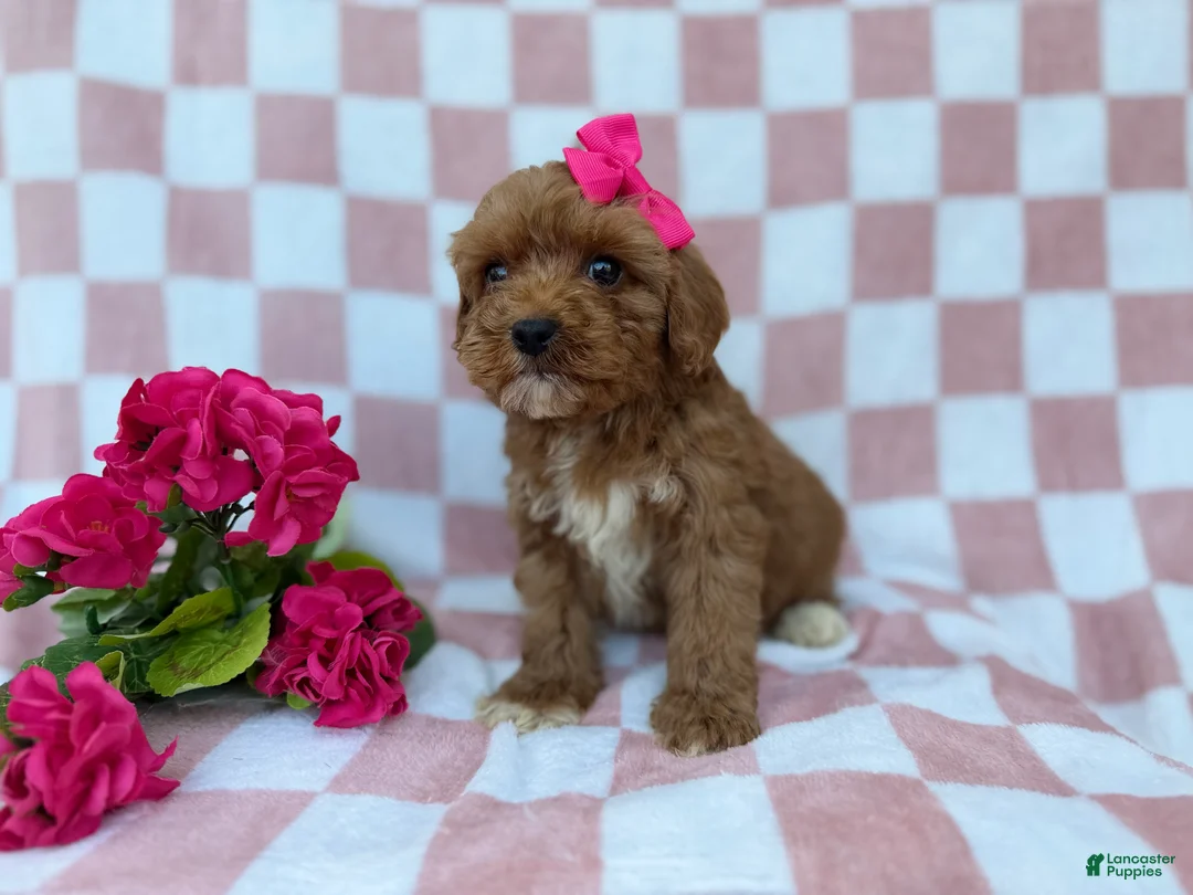Cavapoo dogs for sale: Sophie  - Ad 5