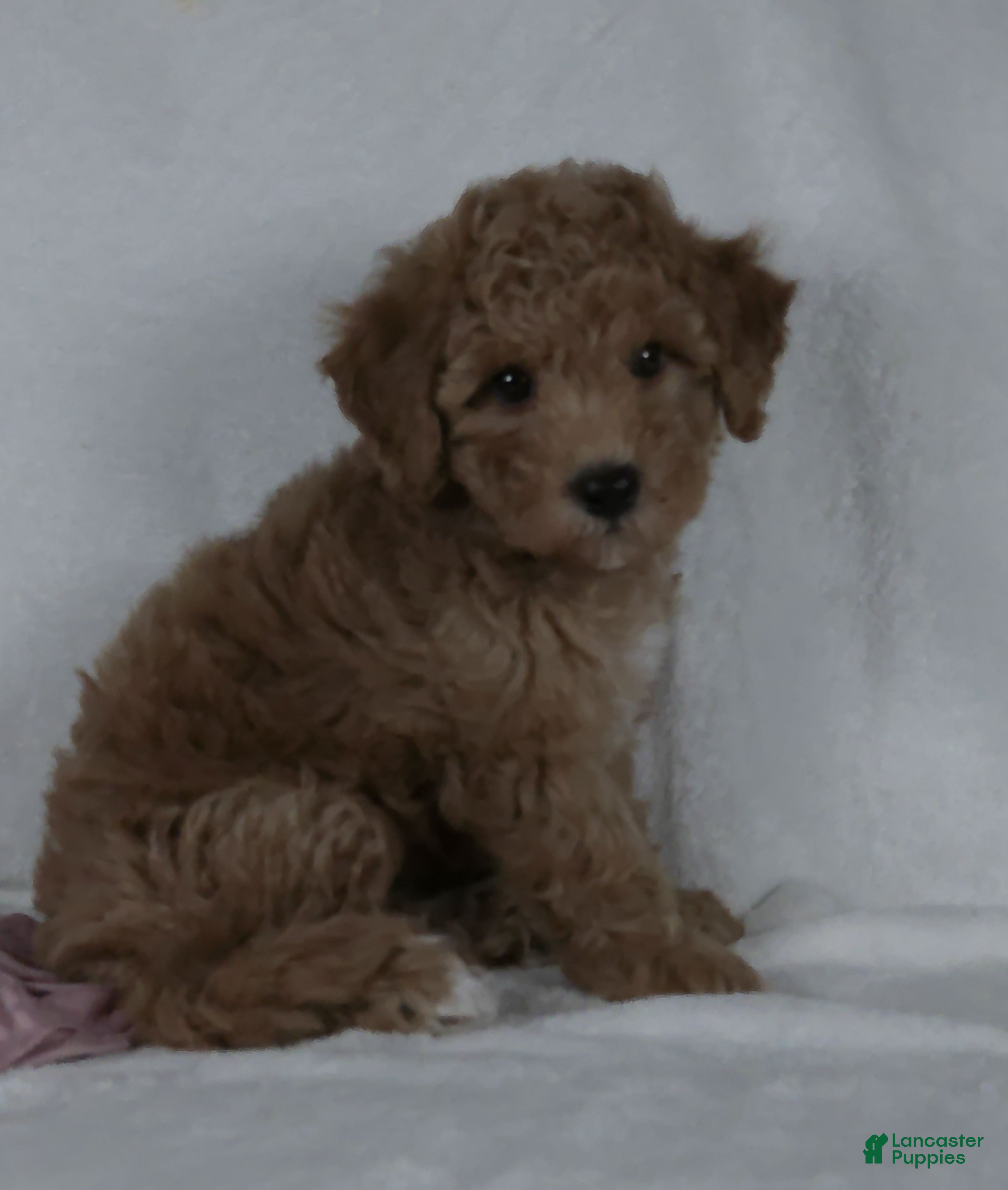 Bichpoo dogs Rose - Ad 2