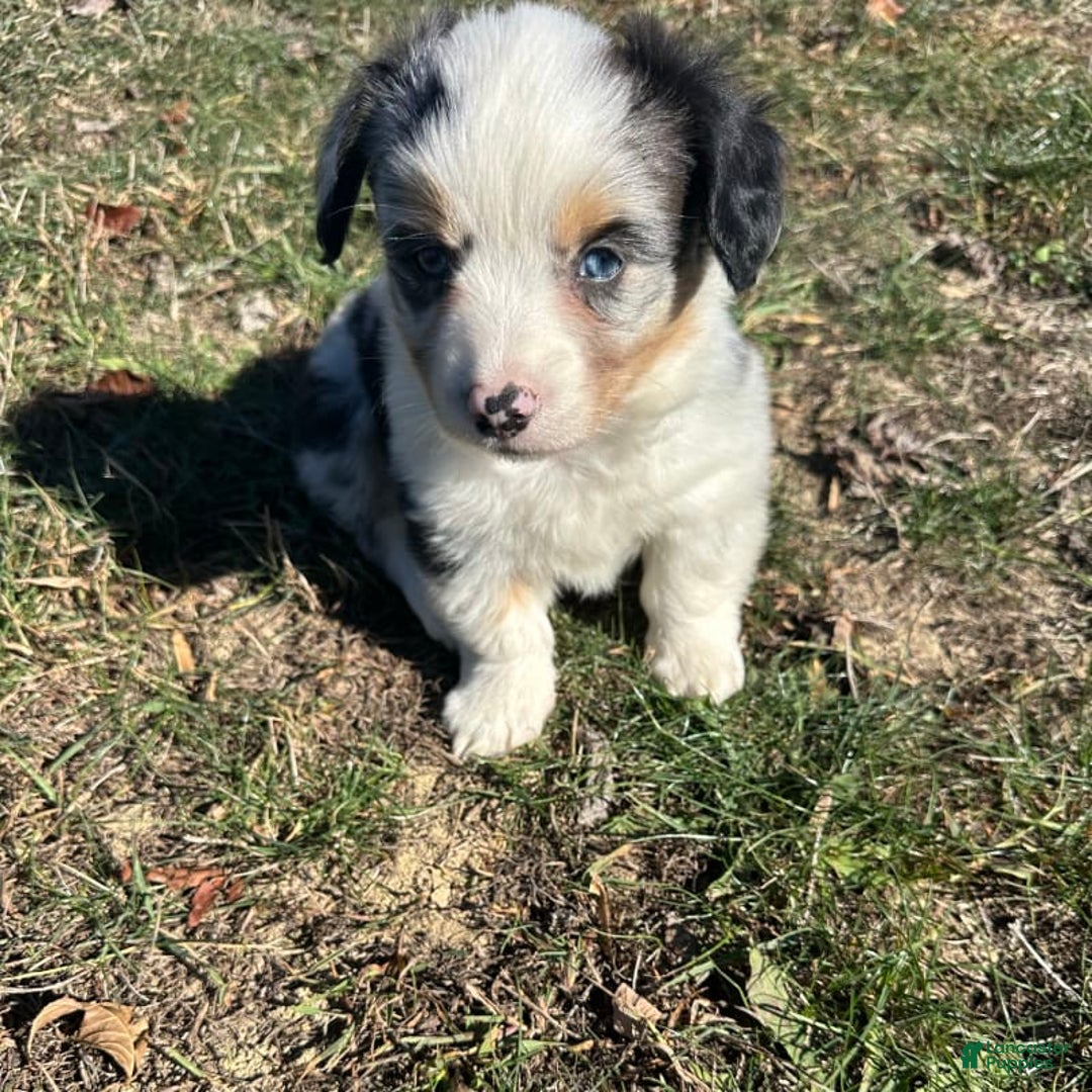 Welsh Corgi Pembroke dogs for sale: Brutus - Ad 1