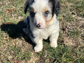 Welsh Corgi Pembroke dogs Brutus - Ad 28