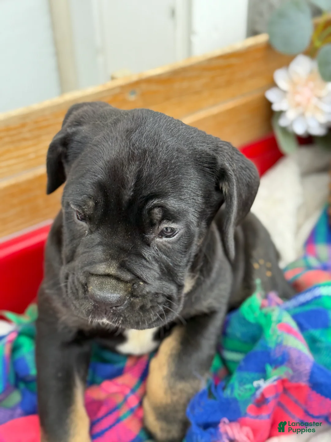 Cane Corso dogs for sale: Alisha - Ad 2