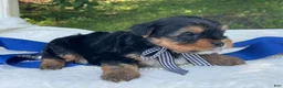 Yorkshire Terrier dogs for sale:  Royal - Ad 8