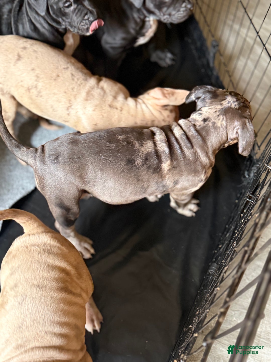 American Bully dogs for sale: Sandy(female) - Ad 10