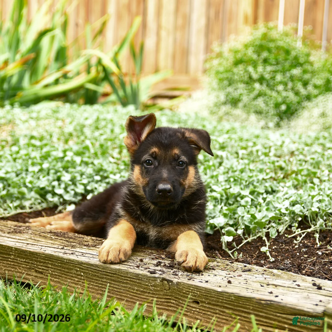 German Shepherd dogs for sale: Van   - Ad 3