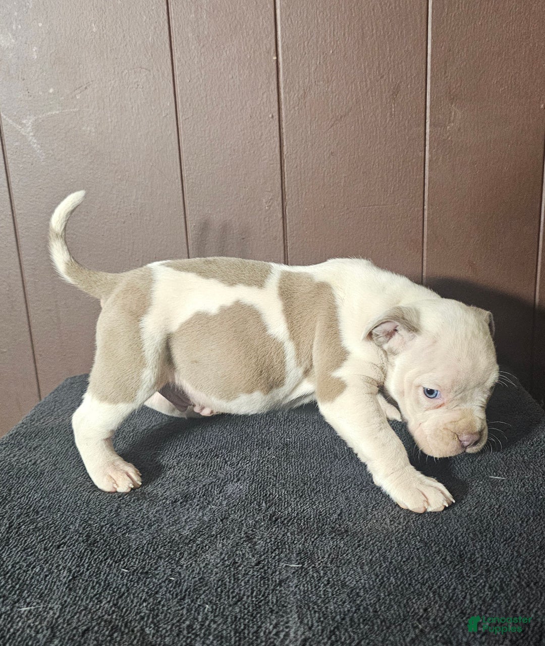 American Bully dogs for sale: Bone Crusher - Lilac Pied - Ad 4