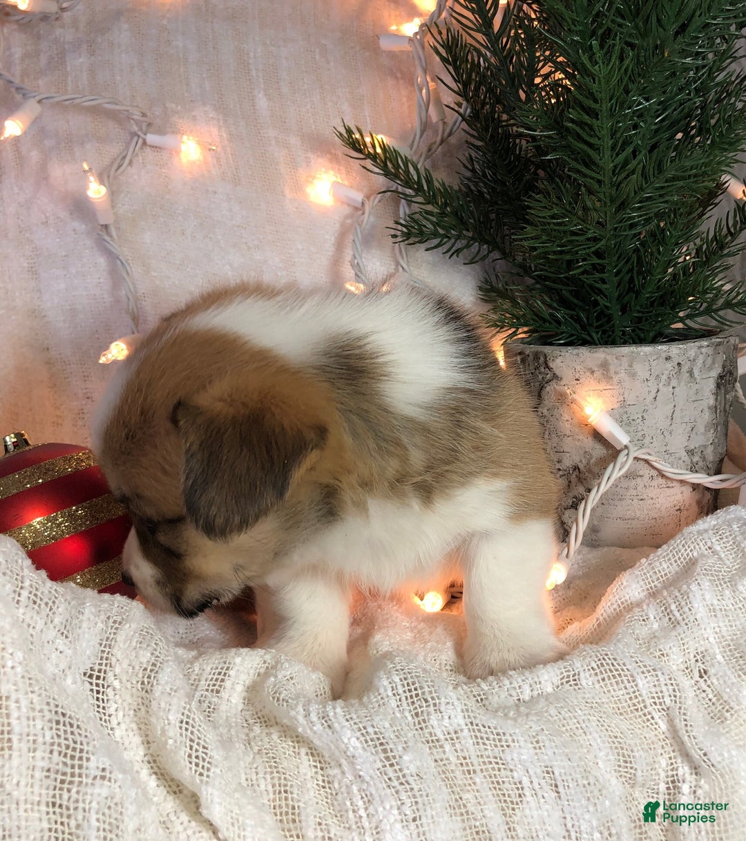 Welsh Corgi Pembroke dogs for sale: Noelle  - Ad 3