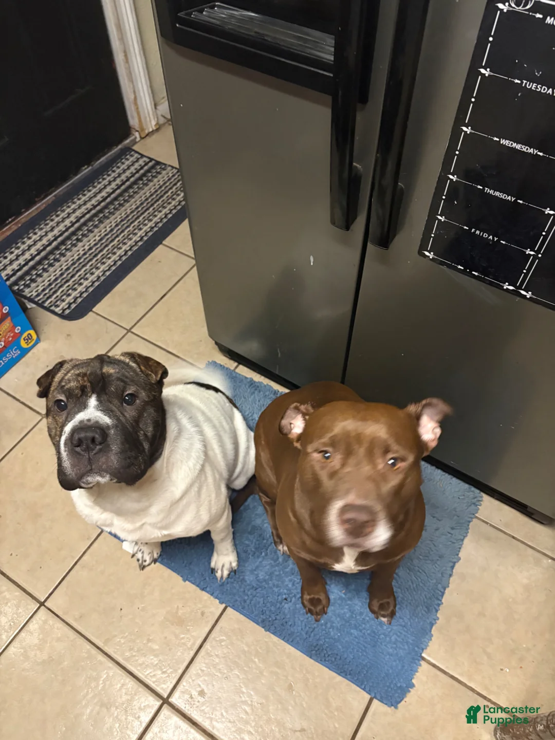 Mixed Breed dogs for sale: Mixed Breed Puppy 6 - Ad 2