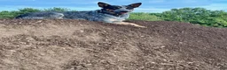 Australian Cattle Dog dogs for sale: Stella  - Ad 13
