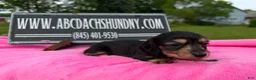 Miniature Dachshund dogs for sale: South African AKC  - Ad 3