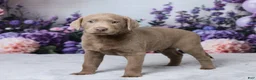 Labrador Retriever dogs for sale: Wilson - Ad 2