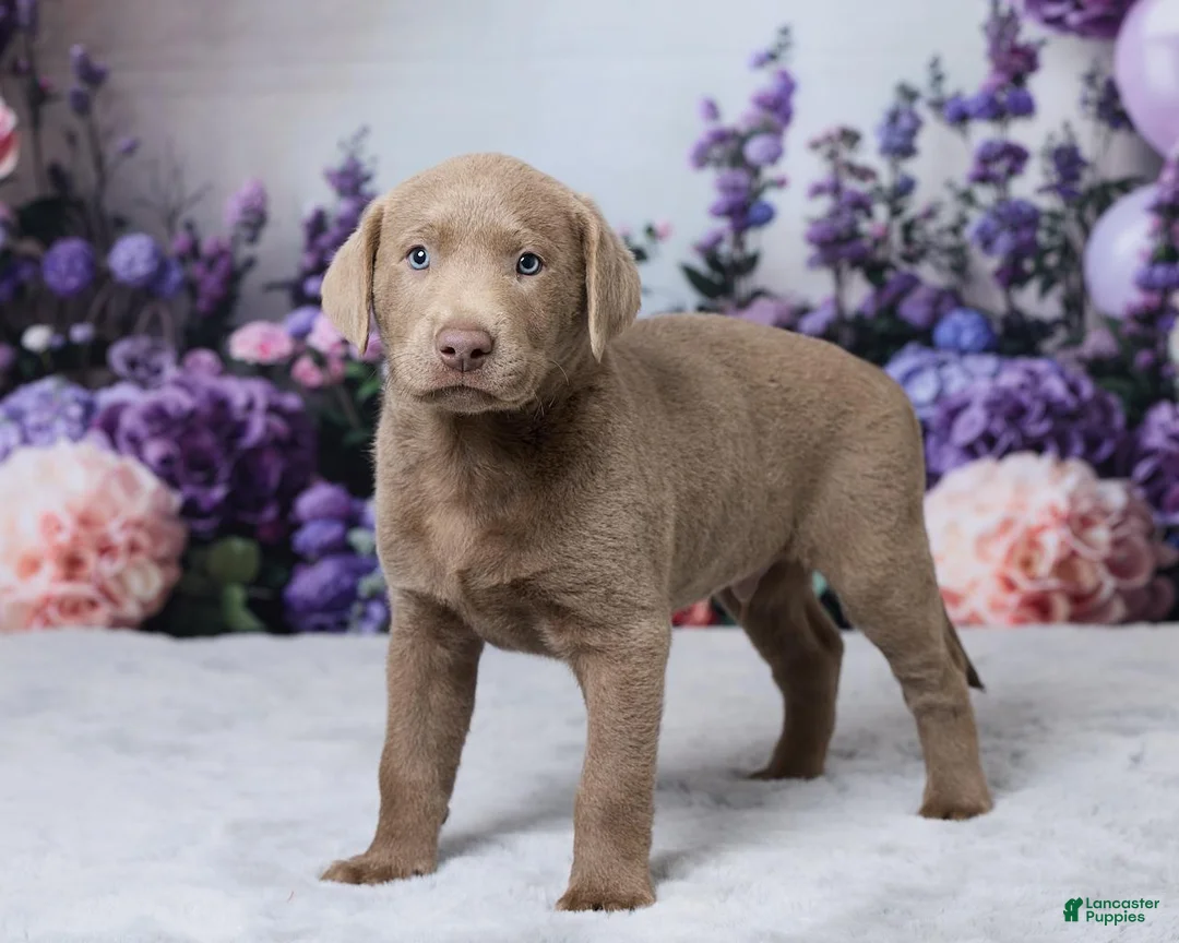 Labrador Retriever dogs for sale: Wilson - Ad 2