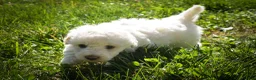 Maltese dogs for sale: Dixie💕   - Ad 3