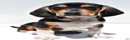 Beagle dogs for sale: Robert - Ad 8