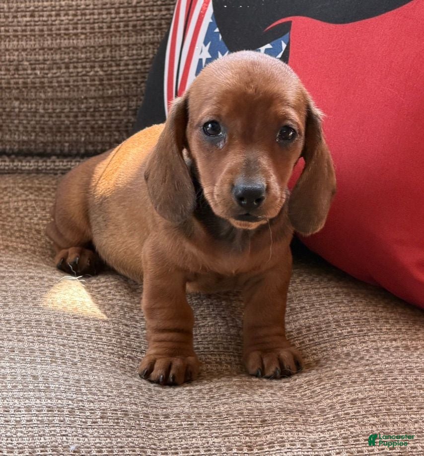 Miniature Dachshund dogs Reba - Ad 8