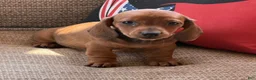 Miniature Dachshund dogs for sale: Reba - Ad 1
