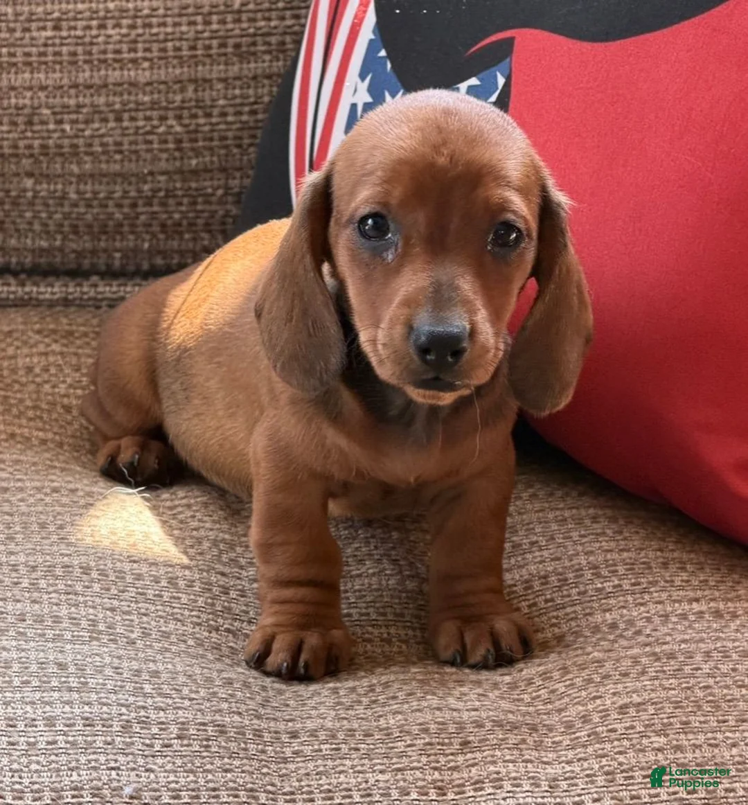 Miniature Dachshund dogs for sale: Reba - Ad 1