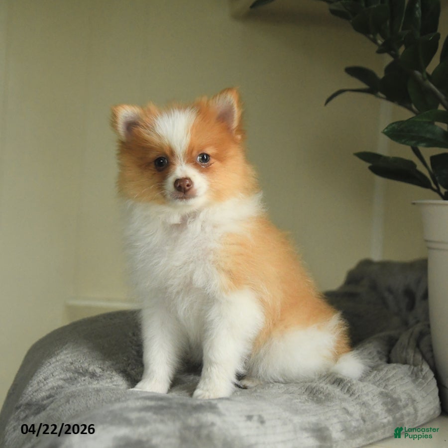 Pomeranian dogs Skippy - Ad 1