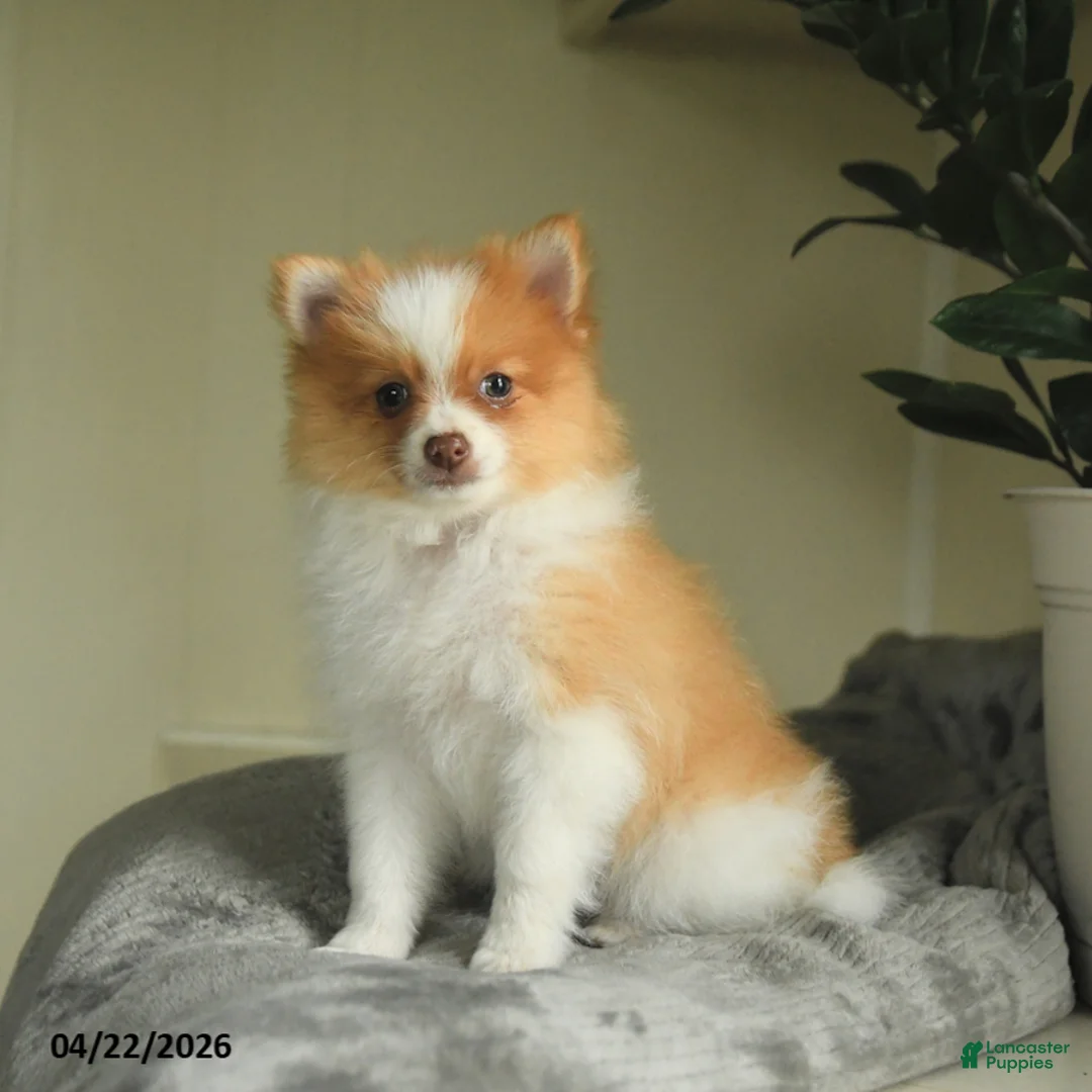 Pomeranian dogs for sale: Skippy - Ad 1