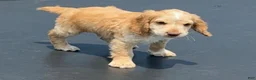 English Cocker Spaniel dogs for sale: Boy - Ad 3