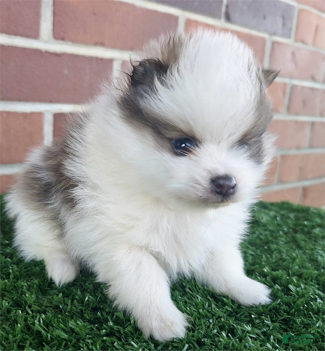 Pomeranian dogs for sale: Pomeranian Puppy 1 - Ad 2
