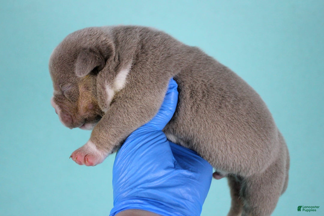 American Bully dogs for sale: Lilac Tri Male - Ad 4