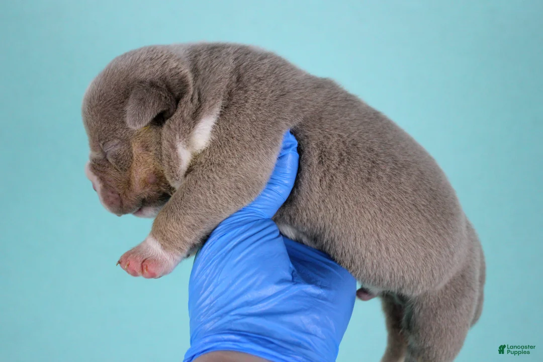 American Bully dogs for sale: Chocolate Merle Male - Ad 8