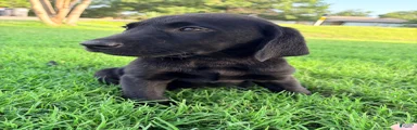 Labrador Retriever 1