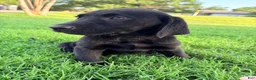 Labrador Retriever dogs for sale: Labrador Retriever 1 - Ad 1