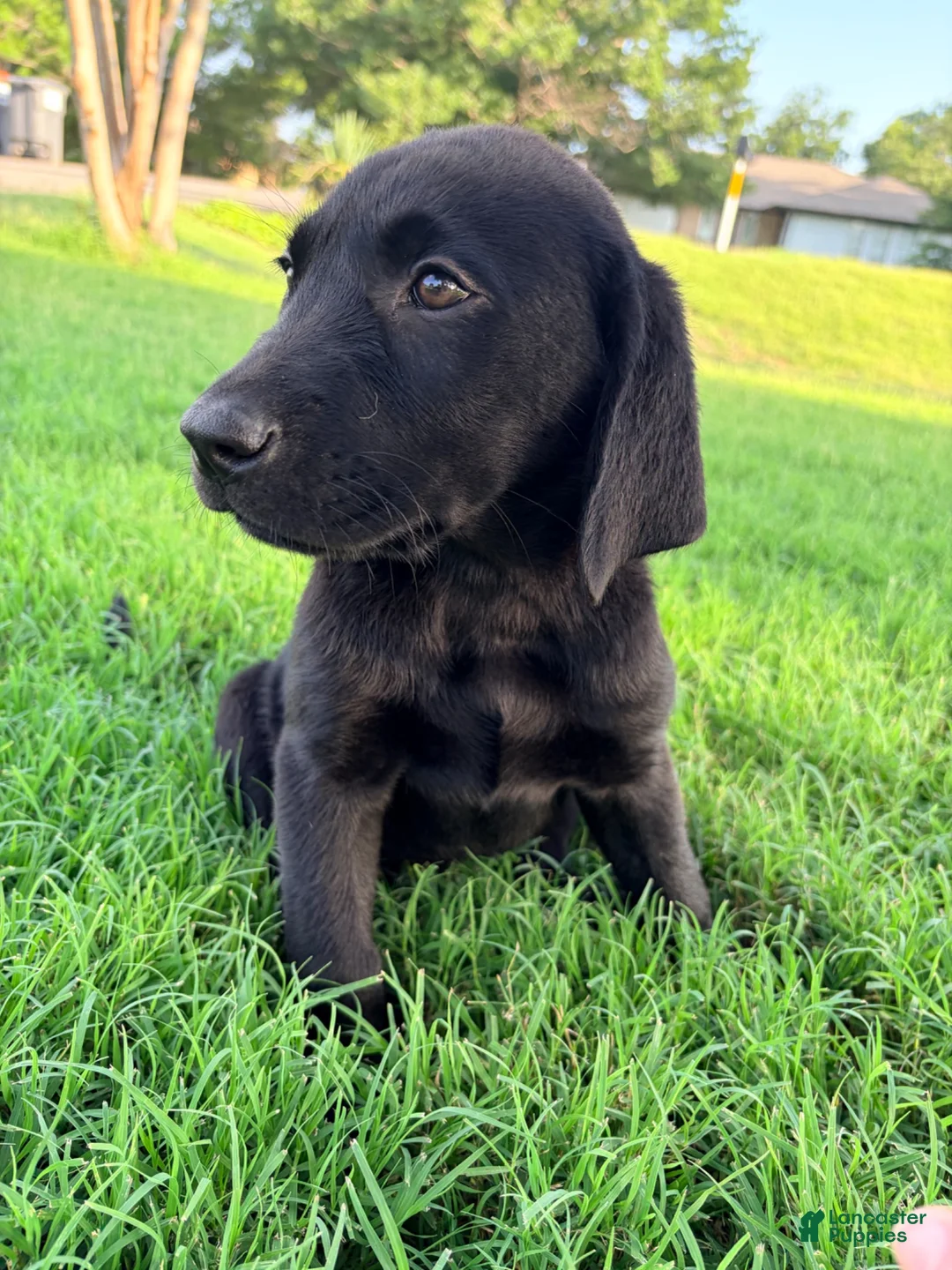 Labrador Retriever dogs for sale: Labrador Retriever 1 - Ad 1
