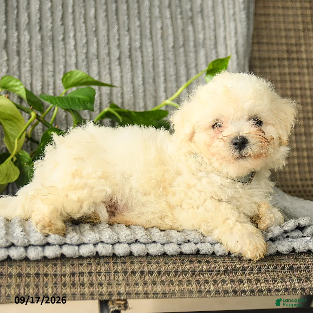 Bichpoo dogs for sale: Benji - Ad 3