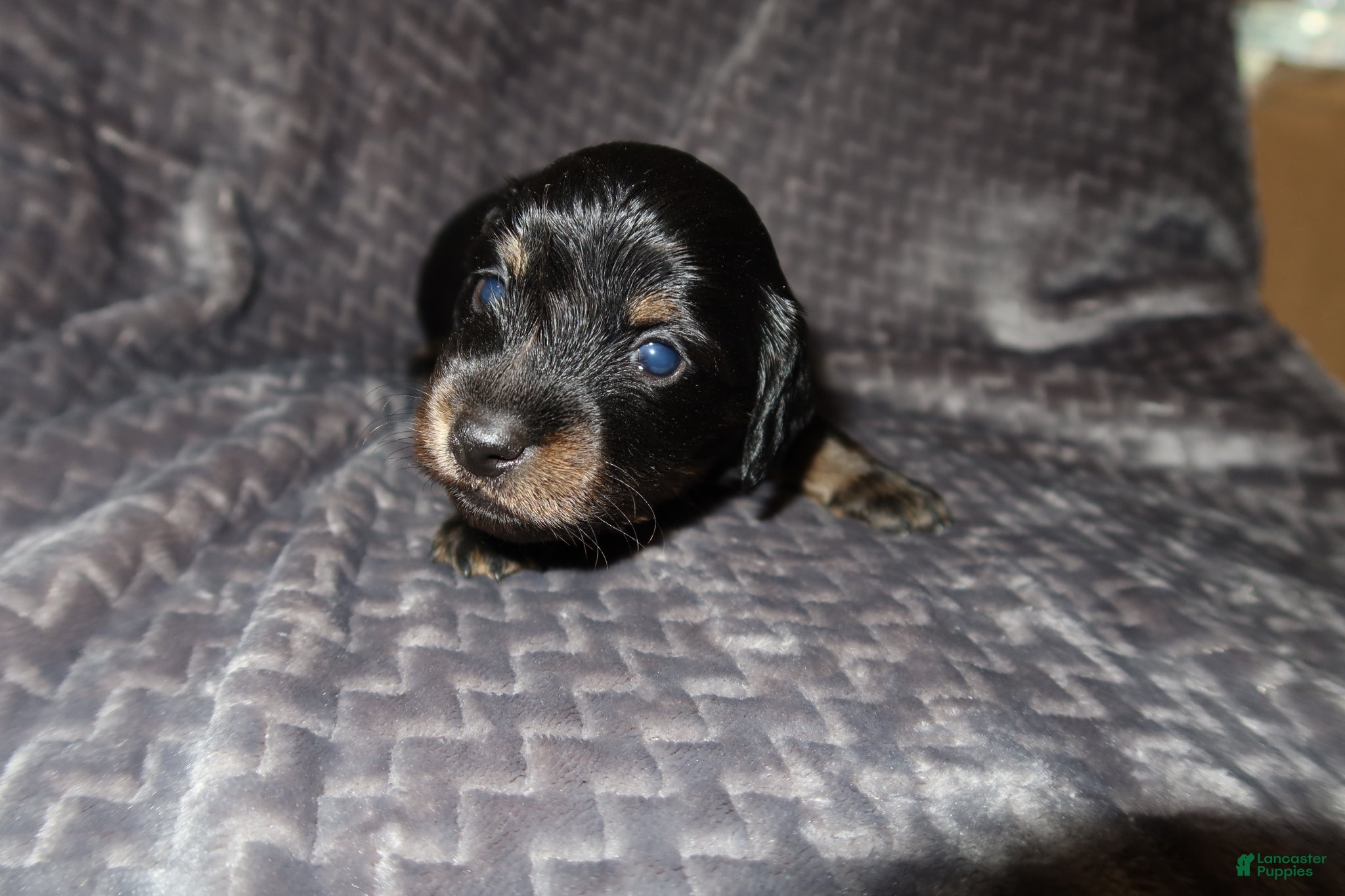 Dachshund dogs Dachshund Puppy 4 - Ad 12