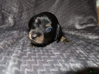 Dachshund dogs Dachshund Puppy 4 - Ad 12