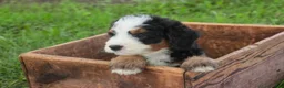 Mini Bernedoodle dogs for sale: Mooney Mini Bernedoodle  - Ad 13