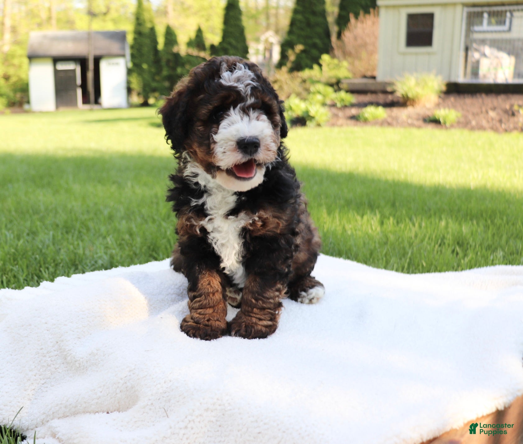 Mini Bernedoodle dogs Tessa - Ad 1