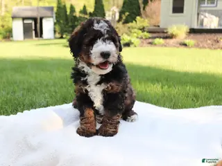 Mini Bernedoodle dogs for sale: Tessa - Ad 3