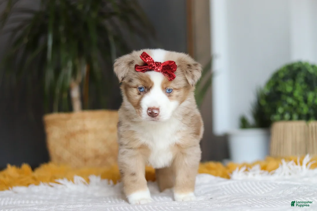 Australian Shepherd dogs for sale: Coogee - Ad 6