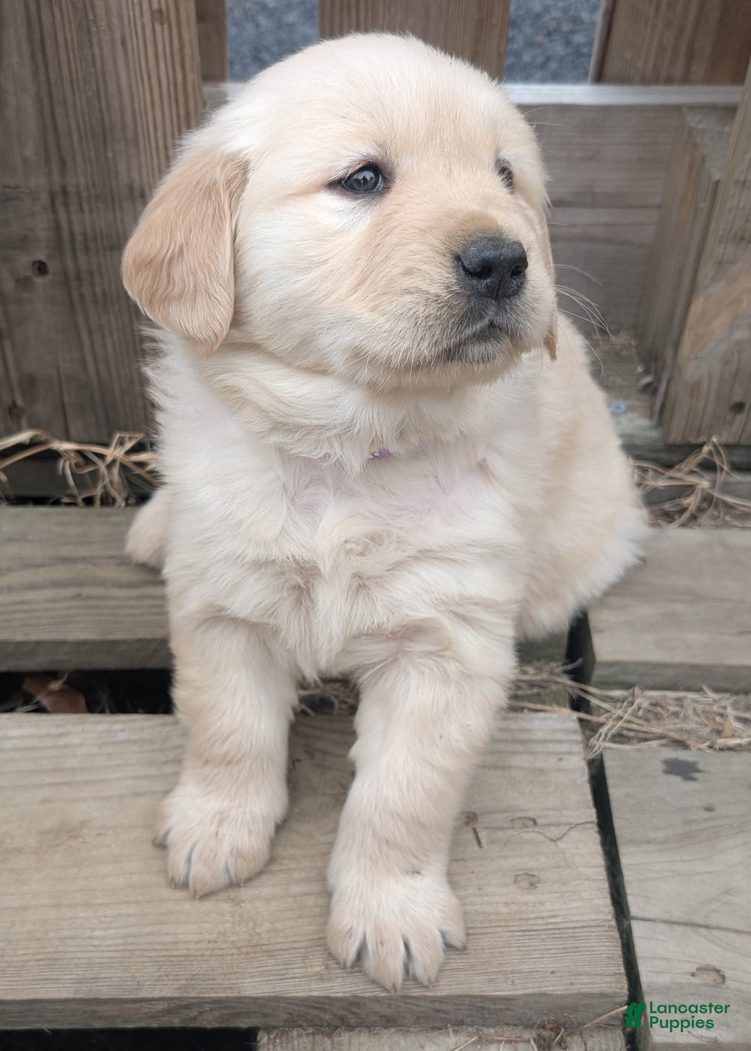 Golden Retriever dogs for sale: Coco - Ad 8