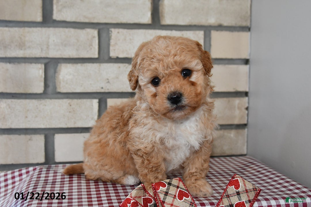 Bichpoo dogs for sale: Carl - Ad 1