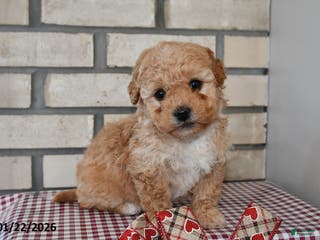 Bichpoo dogs Carl - Ad 18